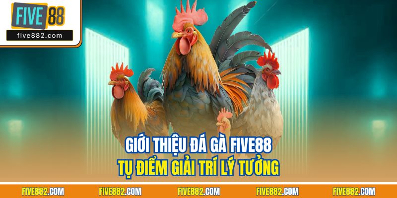 Giới thiệu đá gà Five88 - Tụ điểm giải trí lý tưởng