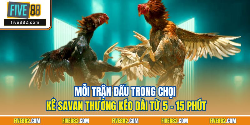 Mỗi trận đấu trong chọi kê Savan thường kéo dài từ 5 - 15 phút